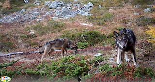 Zwischen der Augstbordregion und dem Val d'Anniviers streifen mindestens vier W&ouml;lfe durch die W&auml;lder.