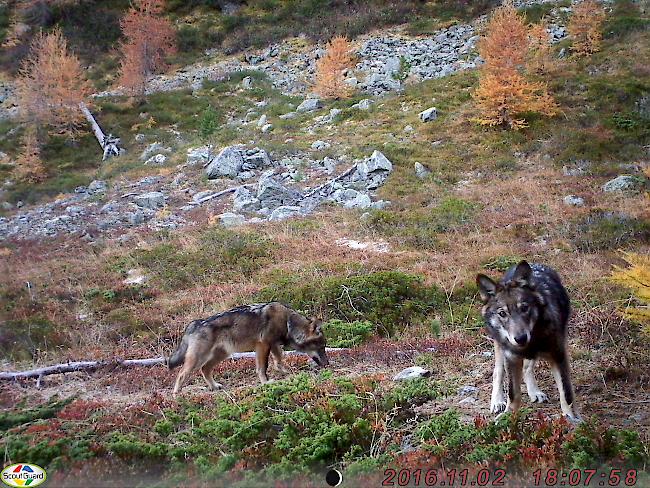 Am Mittwoch hat das Land Niederösterreich seinen Landwirten das Schiessen mit Gummikugeln auf Wölfe erlaubt.