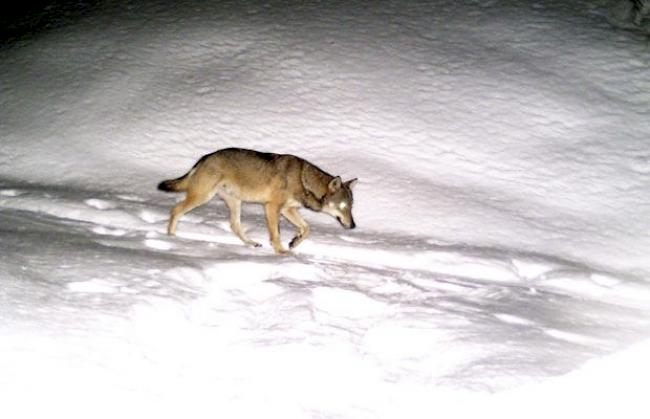 Nachtaktiv. Hier tappte ein Wolf am 10. März 2014 während der Nacht in eine Fotofalle im Lötschental.