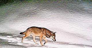 Nachtaktiv. Hier tappte ein Wolf am 10. M&auml;rz 2014 w&auml;hrend der Nacht in eine Fotofalle im L&ouml;tschental.Foto DJWF