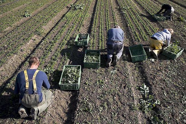 Treiber. Die hohe Arbeitslosenquote bei den Walliser Erntehelfern treibt den Schweizer Schnitt nach oben.