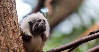 Die Liszt&auml;ffchen im Zoo Basel haben dreifachen Nachwuchs bekommen.