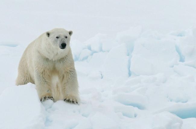 Ein Mann wurde auf Spitzbergen von einem Eisbär attackiert. (Archiv)