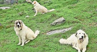 Die H&uuml;tehunde im Turtmanntal. Nicht nur ein neutrales Echo antwortet auf ihr Gebell.Foto ZVG