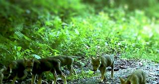 Calanda-Massiv. Laut einer Mitteilung des Kantons Graub&uuml;nden best&auml;tigen die Aufnahmen mehrerer Fotofallen die erneute Reproduktion der W&ouml;lfe. (Symbolbild)