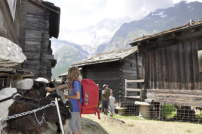 Tradition. Impressionen aus dem 4. Ziegenfest in Saas-Fee.