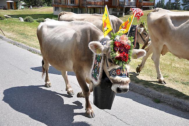 Impressionen des Grossen Älplerfests auf der Riederalp.