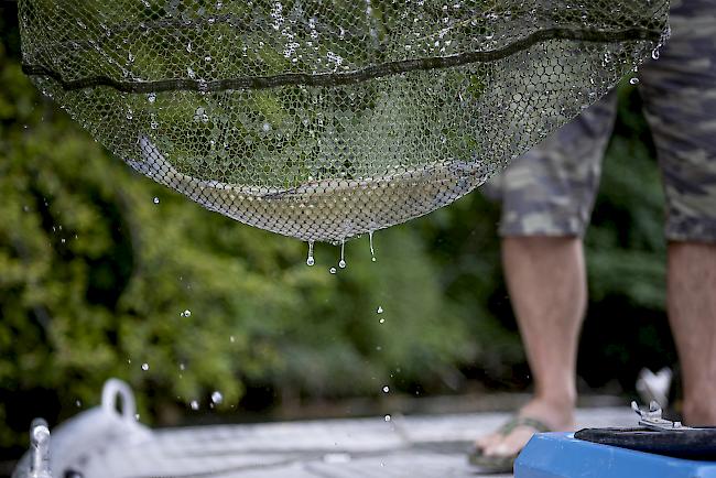 Die explosionsartige Vermehrung von Algen hat in diesem Sommer im Schiffenensee und in der Saane vor Laupen zu einem Fischsterben geführt.