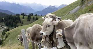 Massnahmen. Nun greift auch der Kanton Graub&uuml;nden den von Trockenheit und Futtermangel betroffenen Bauern unter die Arme.