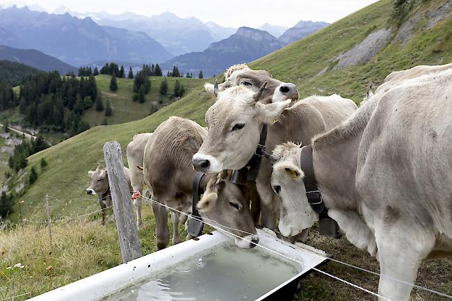 Massnahmen. Nun greift auch der Kanton Graubünden den von Trockenheit und Futtermangel betroffenen Bauern unter die Arme.