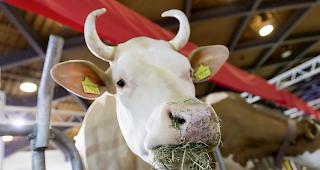 Schweizer K&uuml;he sind Schwergewichte mit viel Appetit (Archivbild).&nbsp;