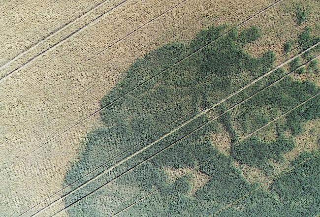 Hitzewellen und Trockenperioden forderten ihren Tribut. 