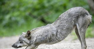 W&uuml;rde dem Antrag der Schweiz stattgegeben, bliebe der Wolf ein gesch&uuml;tztes Tier. Die Vertragsstaaten der Berner Konvention w&uuml;rden aber mehr Handlungsspielraum beim nachhaltigen Management des Wolfs erhalten.&nbsp;