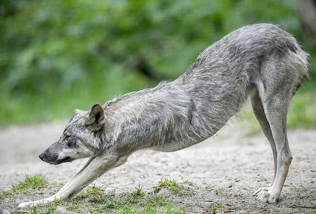 Würde dem Antrag der Schweiz stattgegeben, bliebe der Wolf ein geschütztes Tier. Die Vertragsstaaten der Berner Konvention würden aber mehr Handlungsspielraum beim nachhaltigen Management des Wolfs erhalten. 