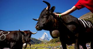 Rauflustig. Die aufgef&uuml;hrten Tiere konnten sich am Fusse des Matterhorns f&uuml;r zahlreiche Duelle ereifern. 