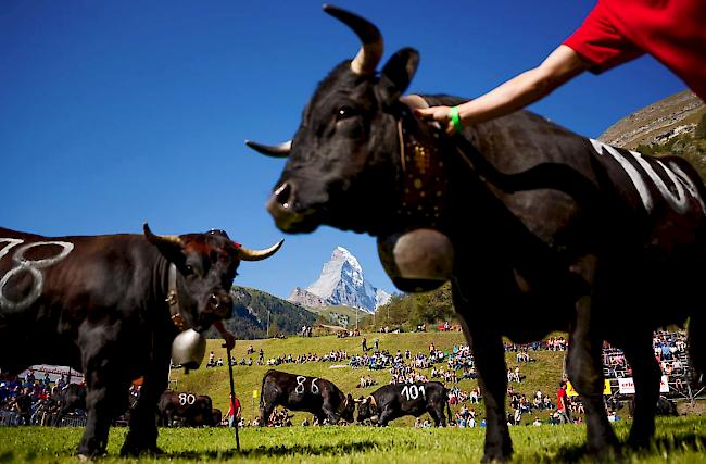 Rauflustig. Die aufgeführten Tiere konnten sich am Fusse des Matterhorns für zahlreiche Duelle ereifern. 