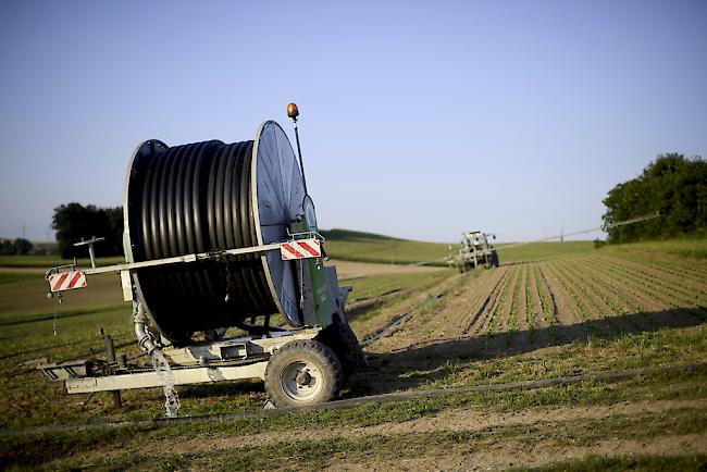 Aufgrund der anhaltenden Trockenheit sind viele Thurgauer Landwirtschaftsbetriebe auf Futterzukäufe angewiesen. 