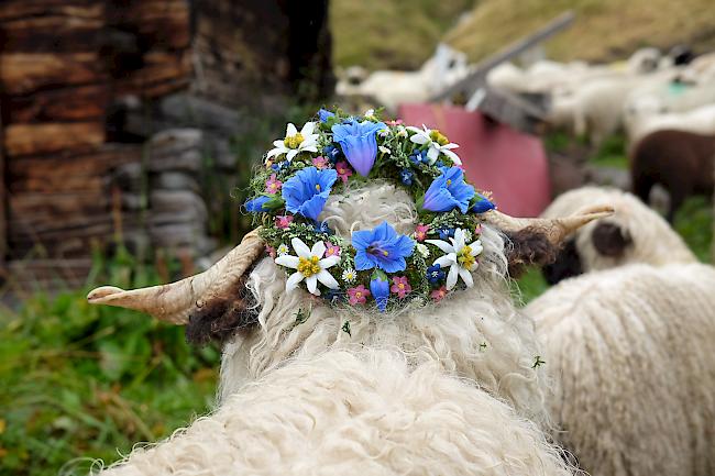 Mehrere besonders schöne Schafe wurden prämiert
