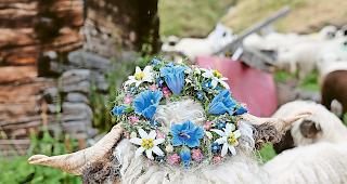 Pr&auml;miert. Vier besonders h&uuml;bsche Schafe bekamen einen Kranz.