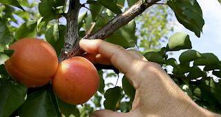 Ausbaupl&auml;ne.&nbsp;In den n&auml;chsten vier Jahren will der Kanton Aargau seine&nbsp;Anbaufl&auml;che f&uuml;r Aprikosen auf 10 Hektaren vergr&ouml;ssern. Gr&ouml;sster Produzent von Aprikosen bleibt das Wallis.