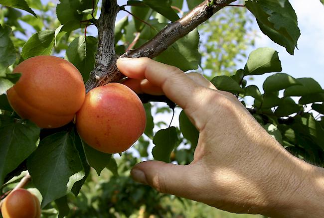 Ausbaupläne. In den nächsten vier Jahren will der Kanton Aargau seine Anbaufläche für Aprikosen auf 10 Hektaren vergrössern. Grösster Produzent von Aprikosen bleibt das Wallis.