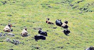 Tr&uuml;gerische Idylle: Auf der Varneralp wurden sieben K&uuml;he vom Blitz erschlagen.Foto zvg