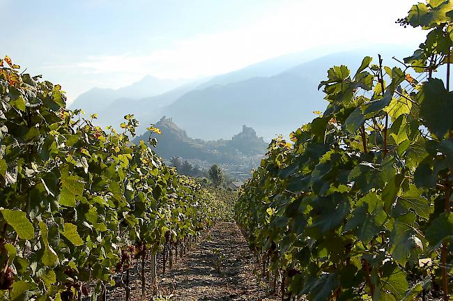 Authentizität. Um zu verhindern, dass wie in Frankreich auch in der Schweiz falsch deklarierte Rosé-Weine in den Umlauf kommen, führt das Walliser Kantonslabor umfangreiche Analysen durch.