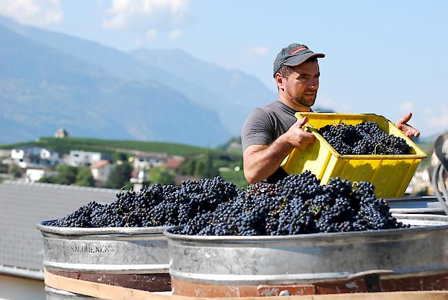 Bester Pinot. Gestern wurden die ersten Trauben eingekeltert. In den nächsten Tagen ist Hochbetrieb angesagt