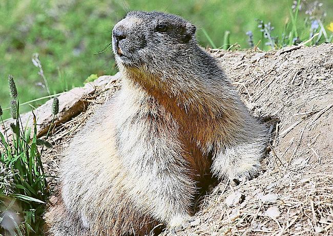 In Zermatt wurden 170 Murmeltiere geschossen.