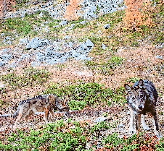 Das Bundesamt für Umwelt (Bafu) hält seinen Rekurs gegen einen Wolfsabschuss im Wallis aufrecht.