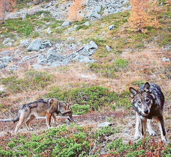 Im Kanton Wallis wurden 2018 insgesamt neun verschiedene Wölfe genetisch nachgewiesen.