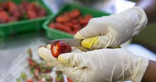 Nachdem ein Mann in Australien Erdbeeren aus einem Supermarkt verzehrt hatte, wurden in seinem Bauch Stecknadeln gefunden.