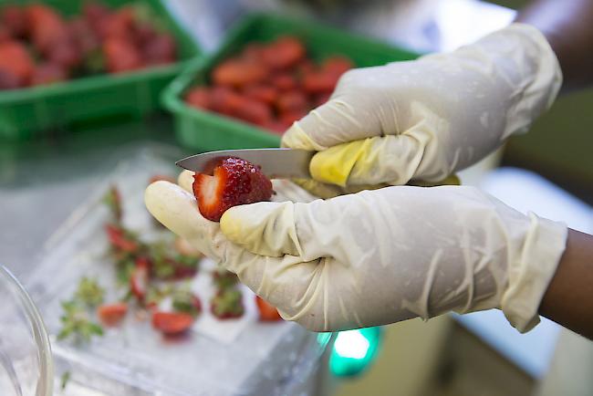 Nachdem ein Mann in Australien Erdbeeren aus einem Supermarkt verzehrt hatte, wurden in seinem Bauch Stecknadeln gefunden.