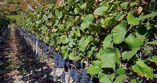 Der Staatsrat hat das Projekt zur regionalen Entwicklung Fully - Destination Petite Arvine genehmigt. Die etappenweise Realisierung des Projekts d&uuml;rfte Ende 2020 beginnen.