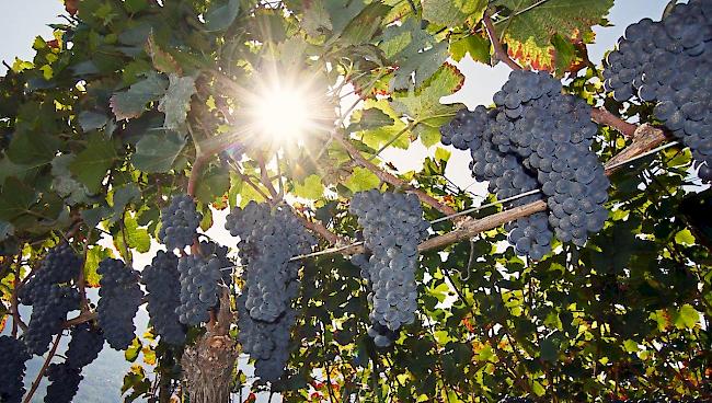 Das Weinjahr 2018. Keine Spätfröste, ein trockener und heisser Sommer sowie eine sehr frühe Traubenreife.