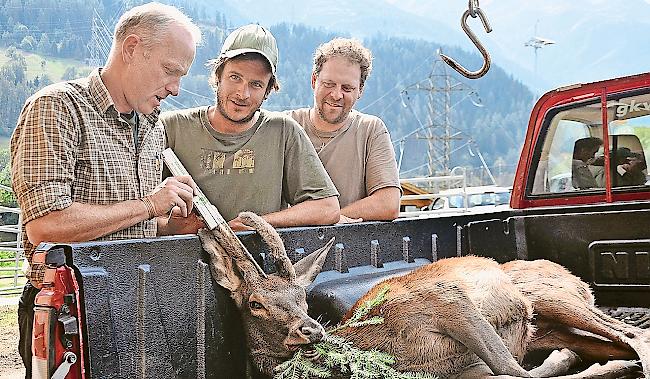 Hirschspiesser. Ramon Volken (Mitte) präsentiert zusammen mit Jagdkollege Simon Truffer ­ seinen erlegten Hirsch bei der Kontrollstelle von Wildhüter Stefan Imhof in Fiesch.Fotos wb