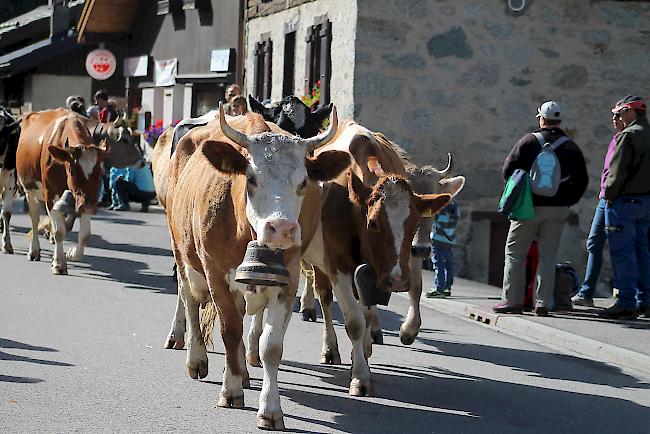 Impressionen vom Alpabzug in La Fouly im Val Ferret. 