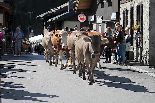 Impressionen vom Alpabzug in La Fouly im Val Ferret. 