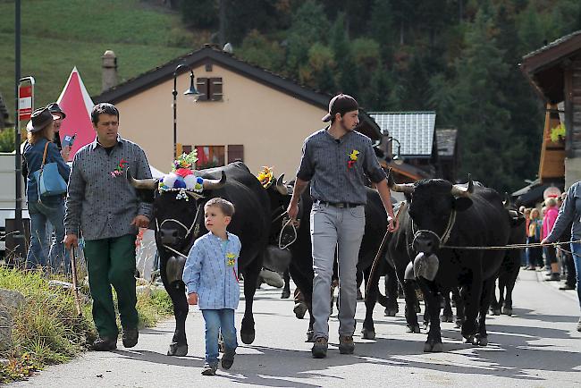 Impressionen vom Alpabzug in La Fouly im Val Ferret. 