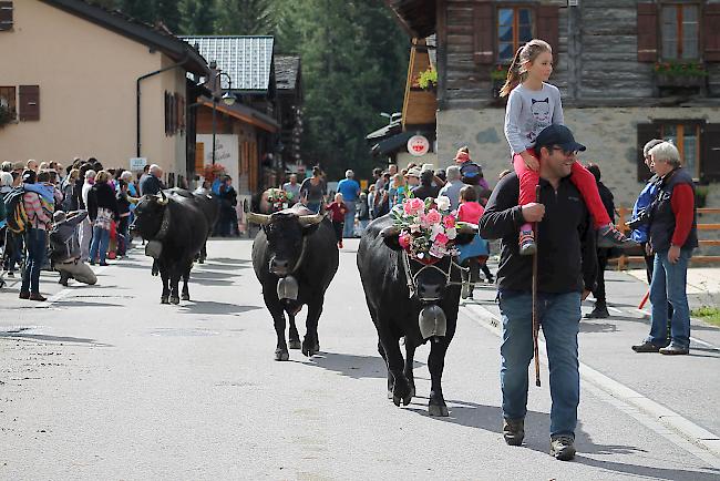 Impressionen vom Alpabzug in La Fouly im Val Ferret. 