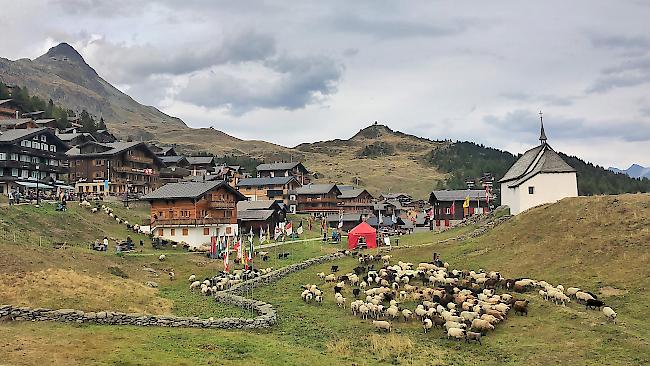 Vom Sommerdomizil zurückgekehrt, endet der Alpabzug auf der Bettmeralp mit der Schafscheid.  