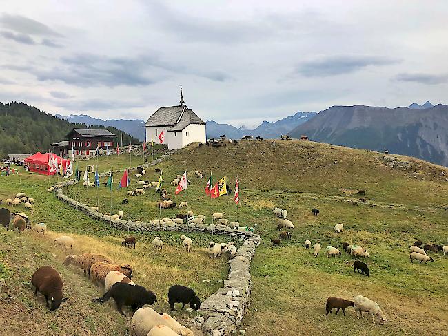 Impressionen von der Schafscheid auf der Bettmeralp. 