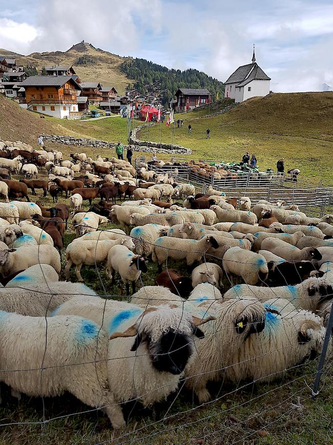 Impressionen von der Schafscheid auf der Bettmeralp. 