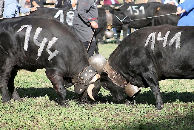 Mit dem Herbstmatch im Goler ist die neue Stechfestsaison 2018/2019 auch im Oberwallis lanciert worden. 