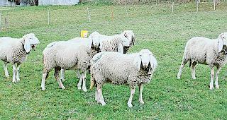 Auffallend: Die Saaser Mutten mit ihren typischen H&auml;ngeohren.