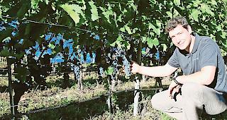 Aus den noch nicht AOC-zertifizierten, aber pilzwiderstandsf&auml;higen roten Landal-Trauben kann  Roman Baumann derzeit nur deklassierten Landwein produzieren.