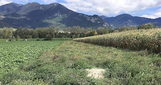 Vielf&auml;ltig. Die konsequente F&ouml;rderung der Biodiversit&auml;t will der Kanton auch innerhalb der neuen Agrarpolitik des Bundes ab 2022 verfolgen.