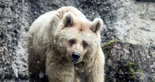 Ein B&auml;rin und zwei Jungtiere haben an einer Silbermine in Alaska einen 18-j&auml;hrigen Arbeiter zerfleischt.