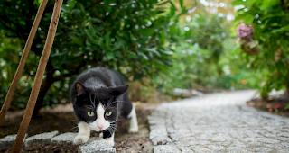 Gesch&auml;tzte 1,7 Millionen Katzen leben in der Schweiz.