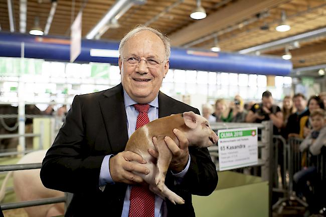 Tradition. Bundesrat Johann Schneider-Ammann posiert im Olma-Stall für das obligate Säulibild.